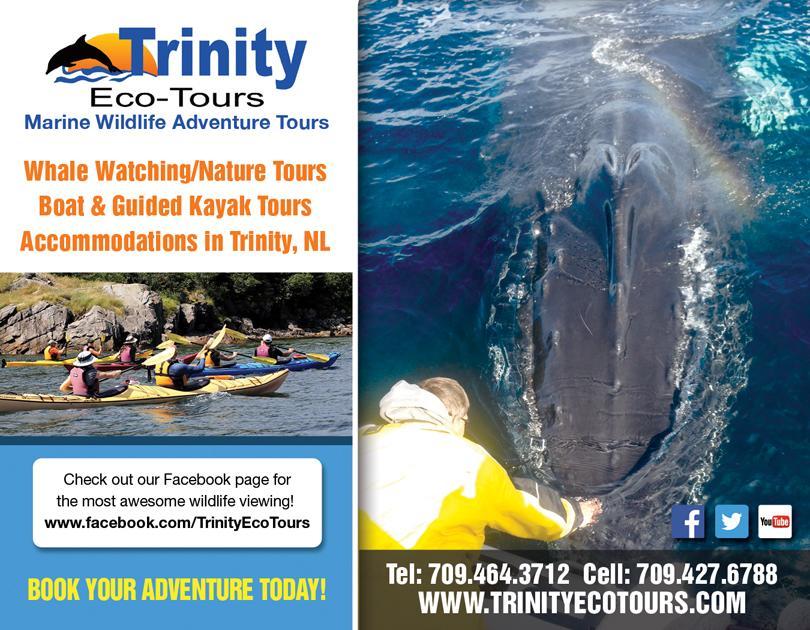 Trinity Eco-Tours Lodge Exterior photo